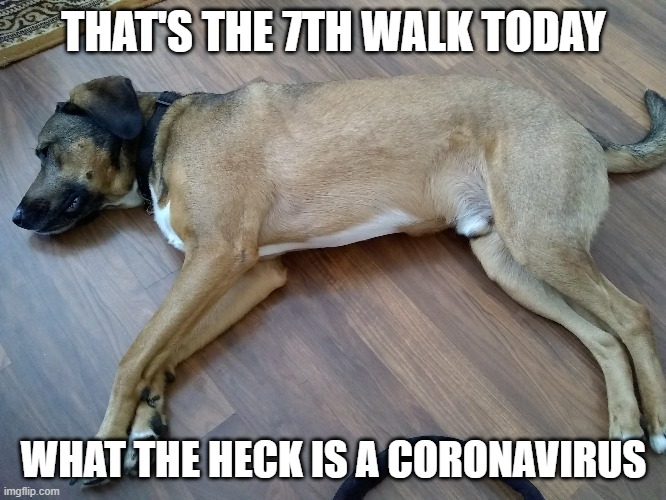 That's the 7th walk today. What the heck is a coronavirus?